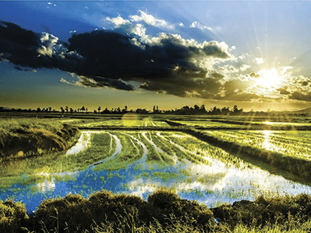 Arrozais