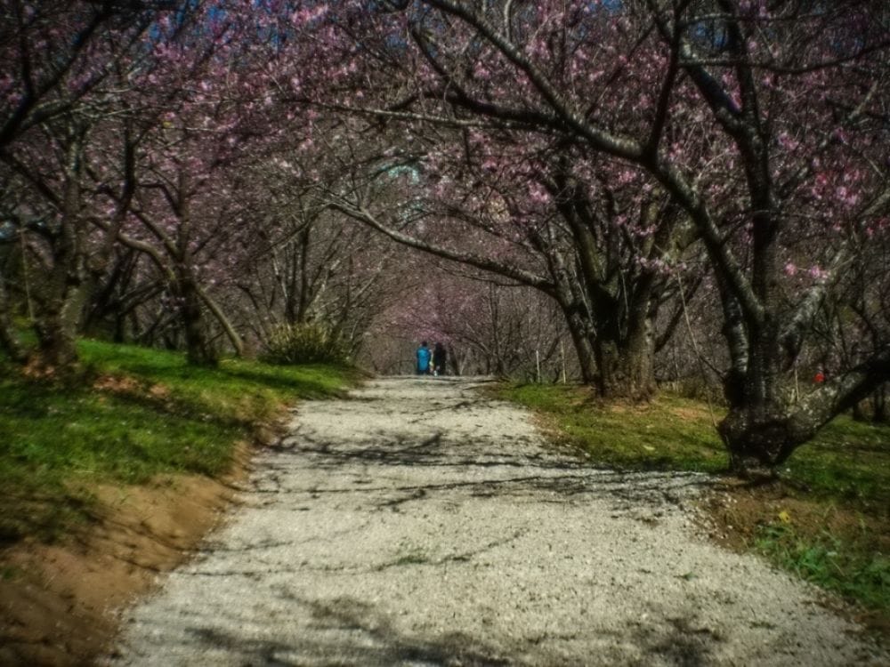 Parque das Cerejeiras